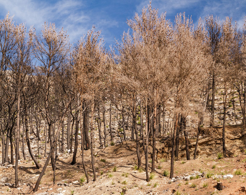 Collective Action and Climate Change